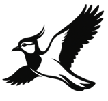 Lapwing Common