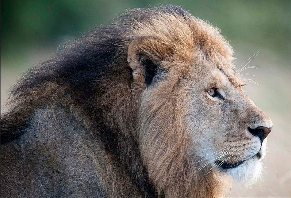 Lion Landscapes